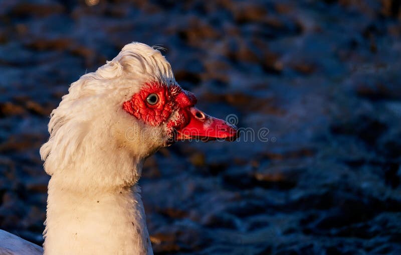 Portrait of a goose with a bright red beak and large nostrils in front of a blurred background, Bokeh