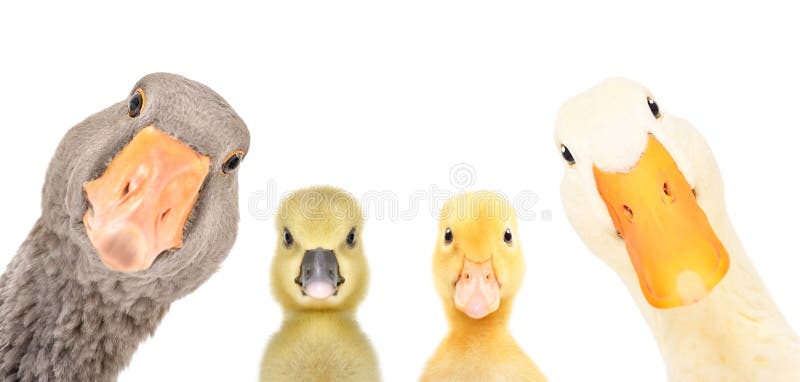 Portrait of a goose, gosling, duckling, duck