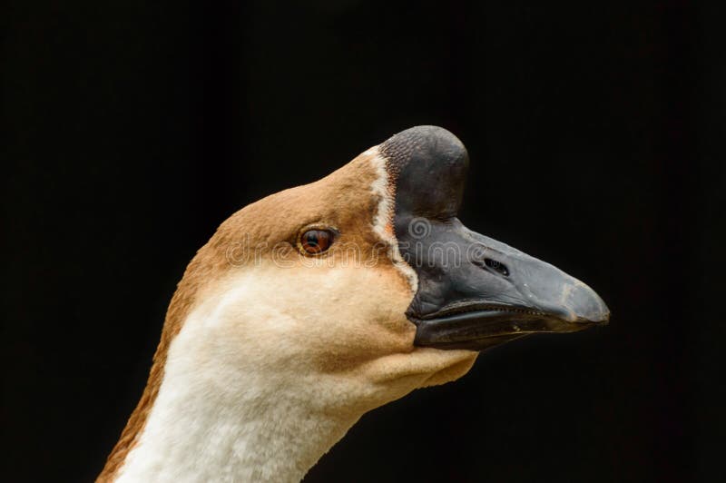 Portrait of a Goose, Head with a Large Black Beak and Bright Feathers