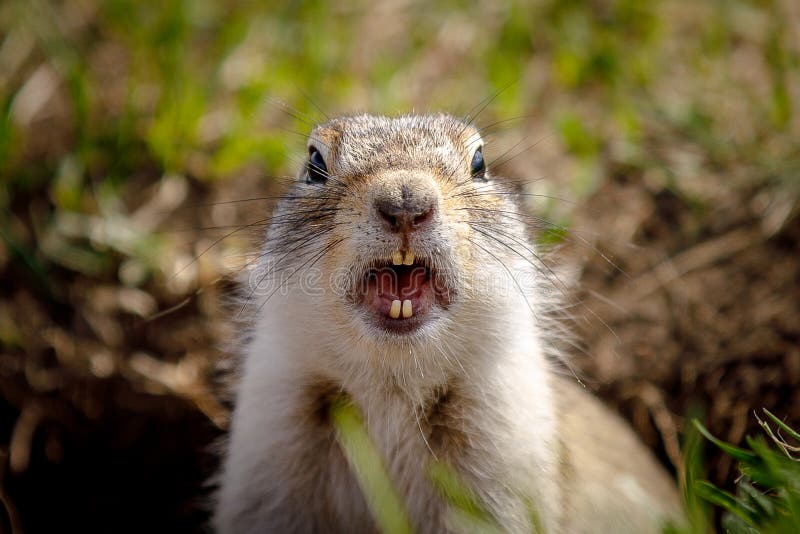 Portrait of a gopher`s head standing on the grass close, screaming