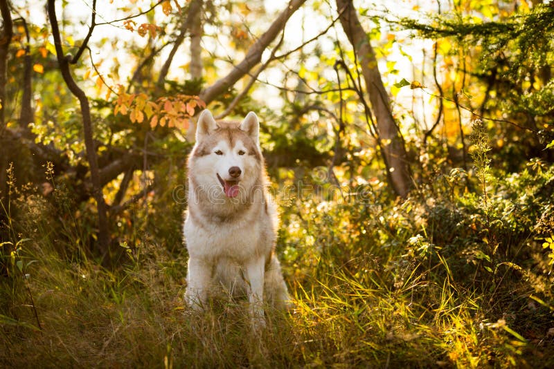 Portrait of Gorgeous Beige and White Dog Breed Siberian Husky Sitting ...