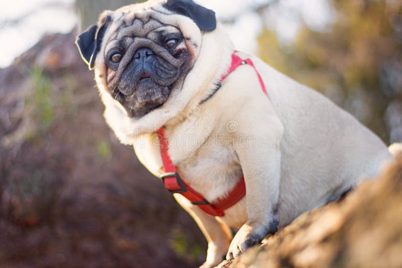 Portrait of a Gorgeous Pug Dog in a Red Collar Stock Photo - Image of park,  focused: 142935224