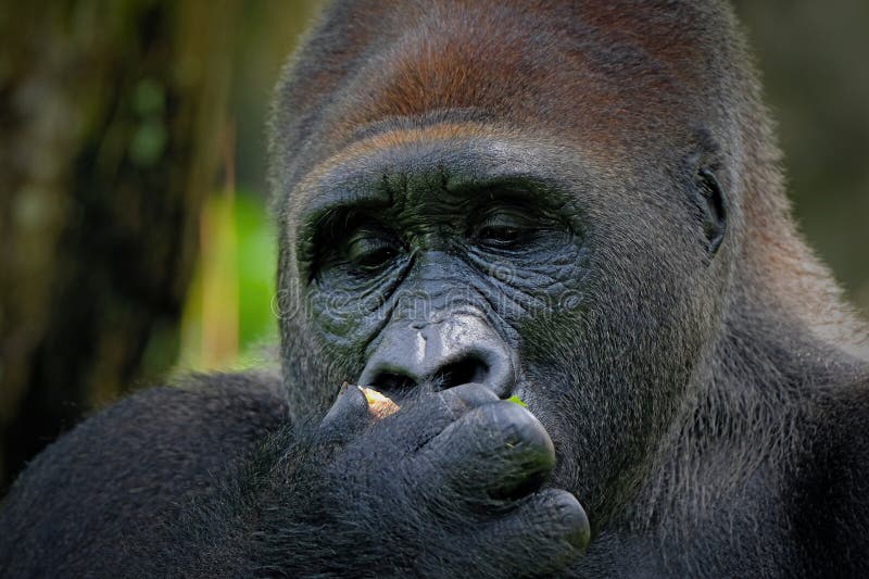 Portrait gorilla at zoo royaltyfri foto