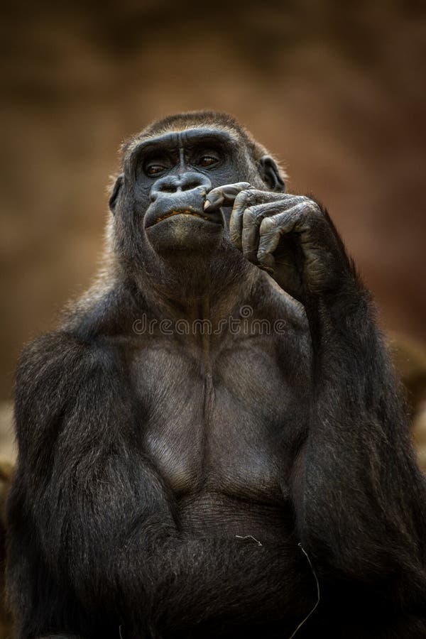 Portrait of gorilla in the zoo