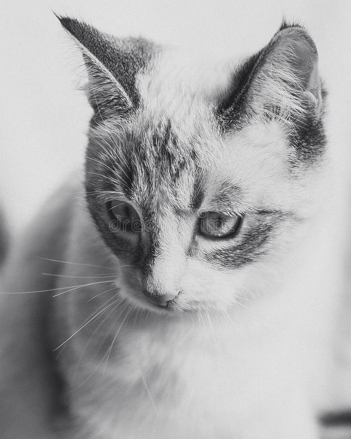 Portrait gracieux du chat blanc avec les oreilles et le masque noirs dans le monochrome images libres de droits Portrait gracieux du chat blanc avec les oreilles et le masque noirs dans le monochrome images libres de droits