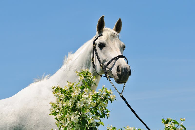 Portrait of gray Arabian horse royalty free stock images