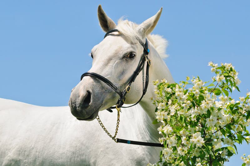 Portrait of gray Arabian horse royalty free stock photos