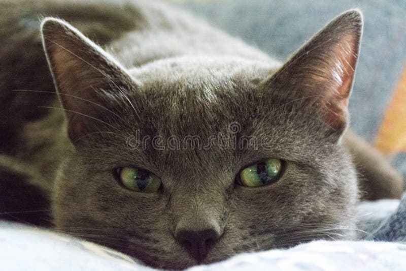 Hot Nude Vampire Babes Stock Photos - Free & Royalty-Free Stock Photos from Dreamstime