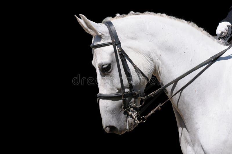 A portrait of gray dressage horse isolated