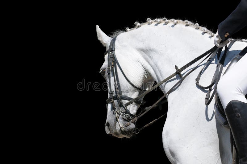 A portrait of gray dressage horse isolated