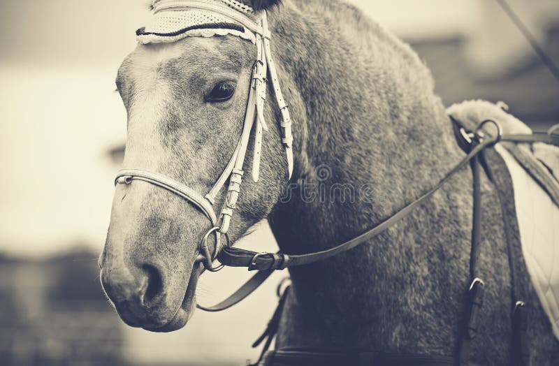 Portrait Of A Horse In A Bridle. Stock Photo Image of mane, ranch