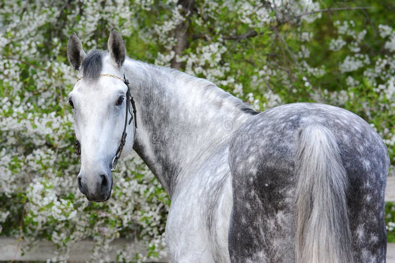 Portrait of a gray orlov trotter breed stallion