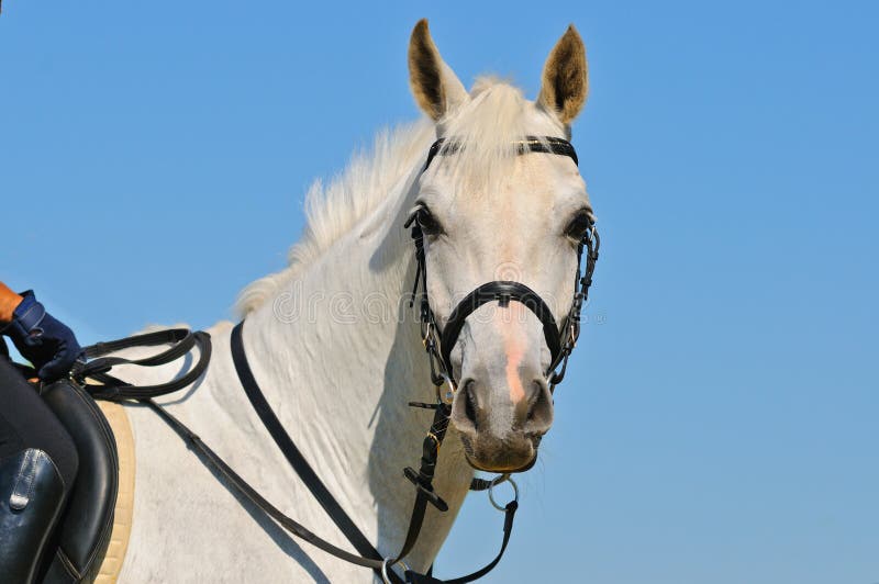 Portrait of gray sportive horse royalty free stock image