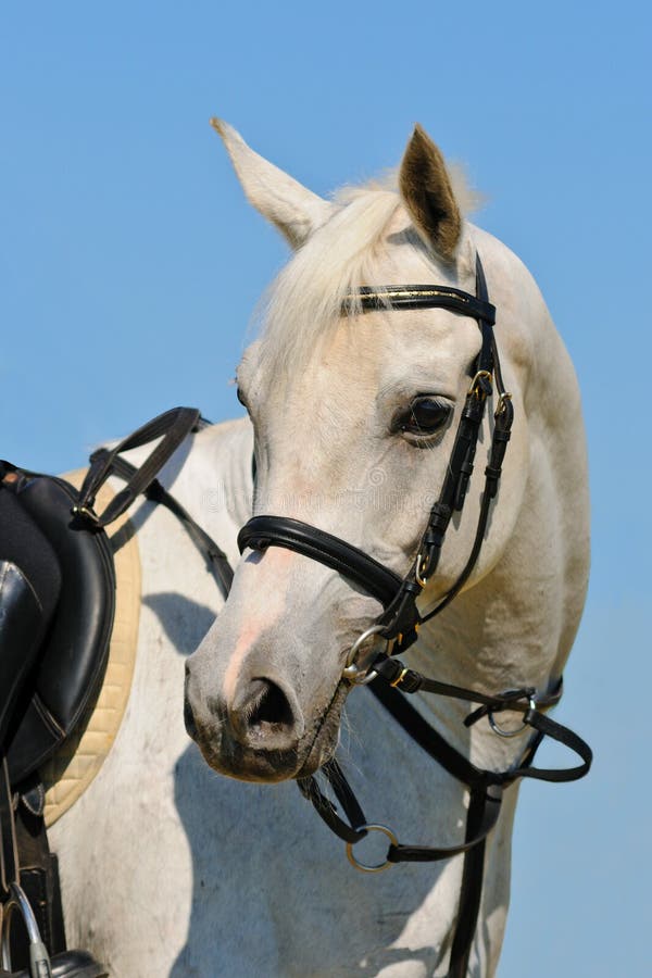 Portrait of gray sportive horse royalty free stock photo