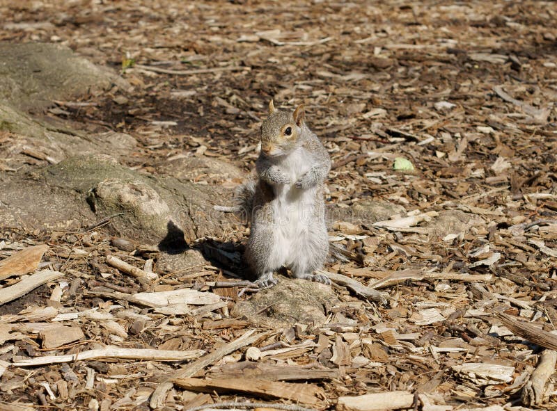 Portrait of Gray squirrel, arboreal rodent.