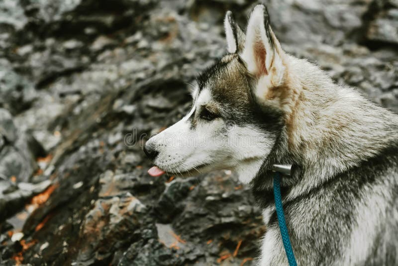 Portrait of a gray-white Siberian husky with a neon leash on a background of black wet stones royalty free stock photo Portrait of a gray-white Siberian husky with a neon leash on a background of black wet stones royalty free stock photo