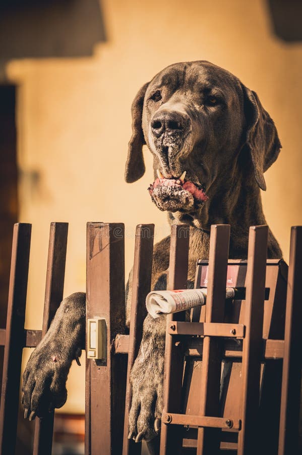 Portrét nemeckej dogy, jedného z najväčších plemien psov.
