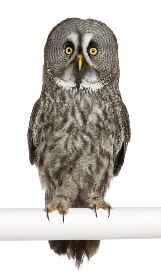 Portrait of Great Grey Owl or Lapland Owl