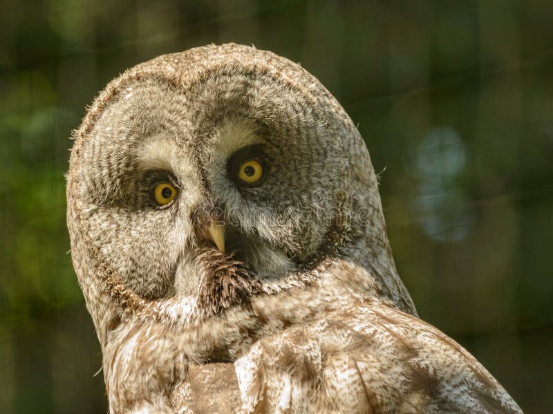 Portrait of an great grey owl strix looking concentrated royalty free stock photography Portrait of an great grey owl strix looking concentrated royalty free stock photography