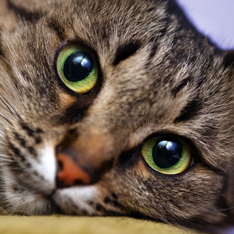Portrait of greeneyed cat stock image. Image of character 36936985