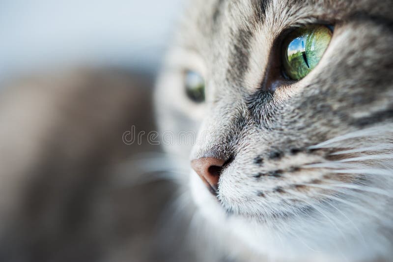 Portrait of greeneyed cat stock photo. Image of face 56974132