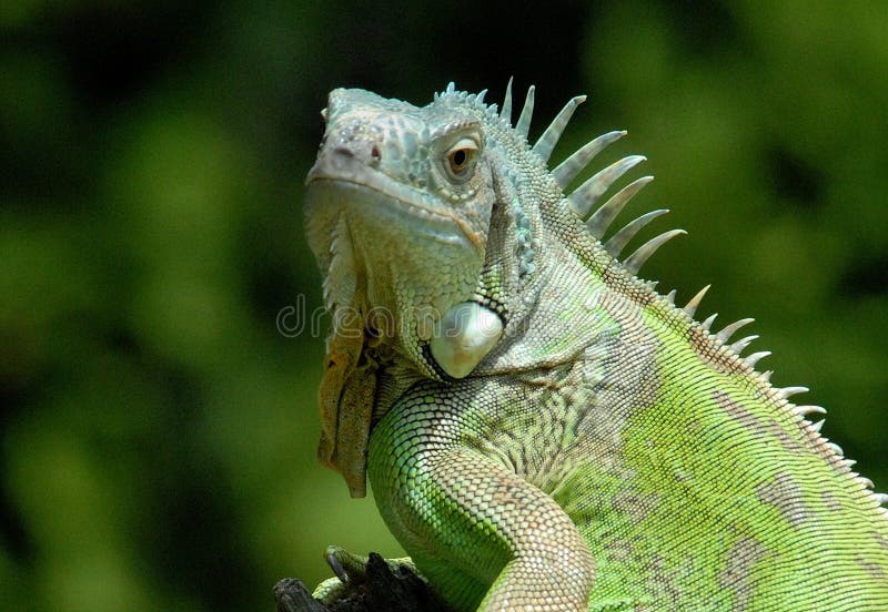 Portrait of green iguana stock photos