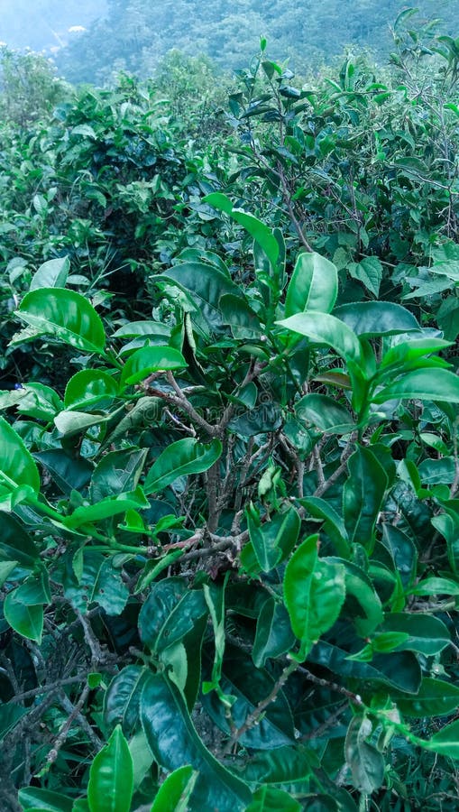 Portrait of Green Leaves in Tea Garden Stock Photo Image of woodland