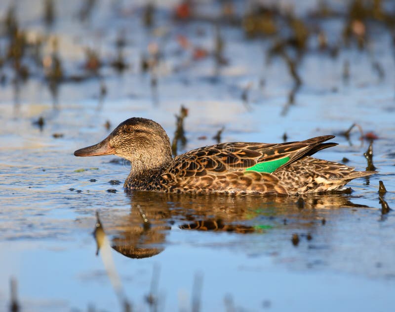 Portrait of Green-winged Teal