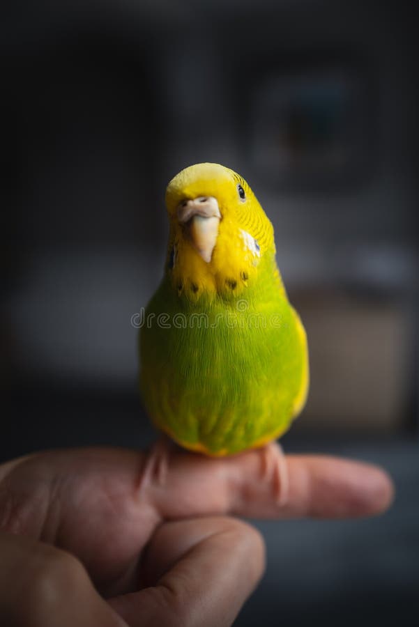 Portrait of a green and yellow budgerigar parakeet sitting on a finger lit by window light