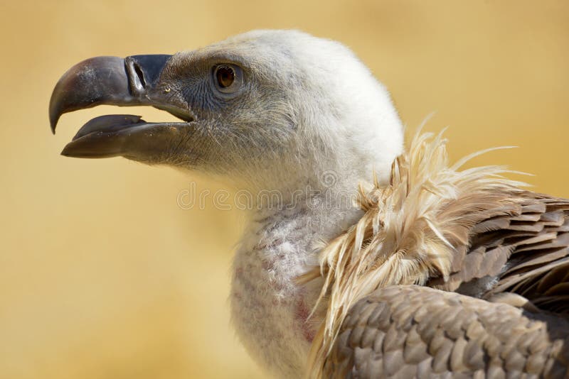 Portrait Of A Griffon Vulture Gyps Fulvus, Isolated On Black Background ...