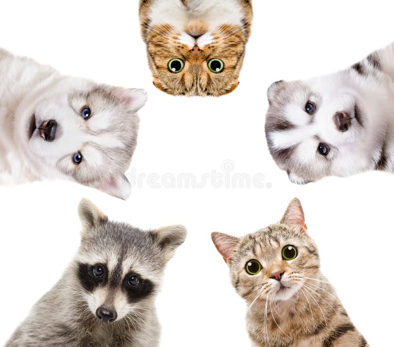 Portrait of a group of animals royalty free stock photography Portrait of a group of animals royalty free stock photography