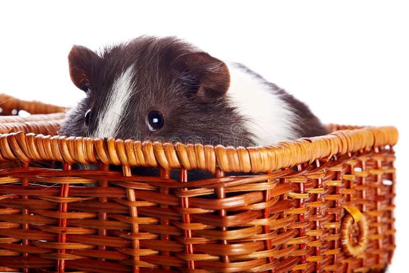 181 Portrait Guinea Pig Basket Stock Photos Free & RoyaltyFree Stock