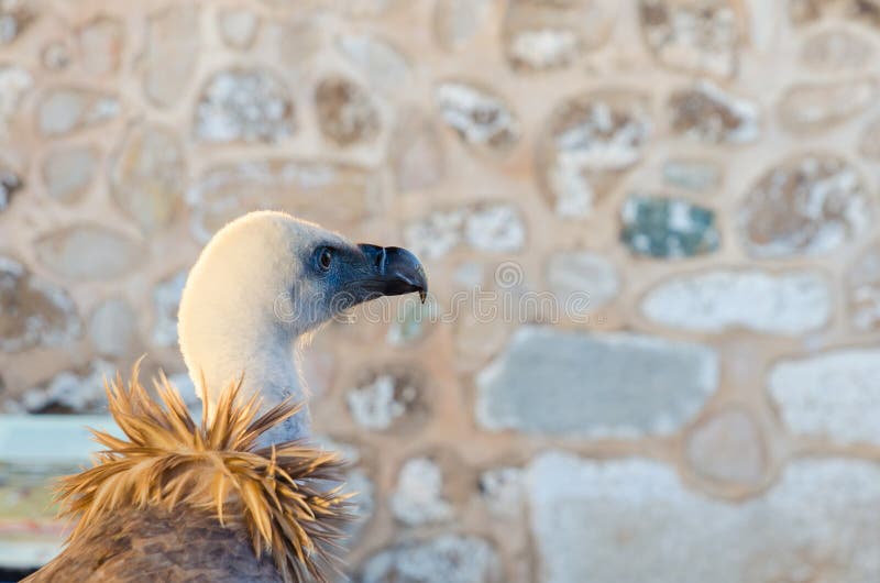 Portrait of Gyps fulvus or Buitre Leonado with copy space for te