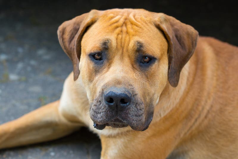 Portrait of happy dog Boerboel, South african mastiff.