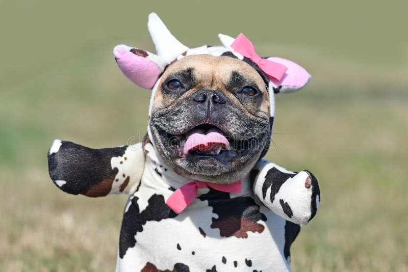 Portrait of happy French Bulldog dog wearing a funny full body Halloween cow costume with fake arms, horns, ears and ribbon