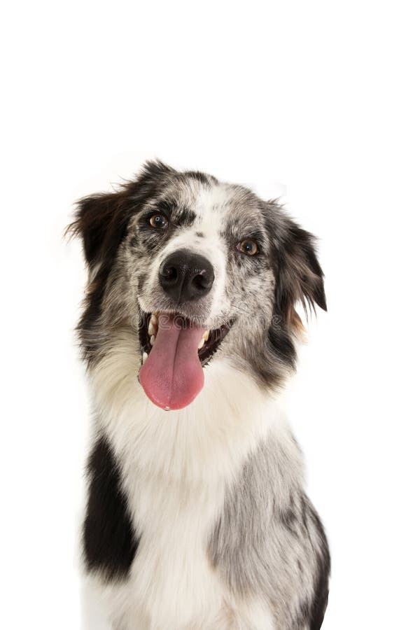 Portrait Happy merle border collie dog isolated on white background