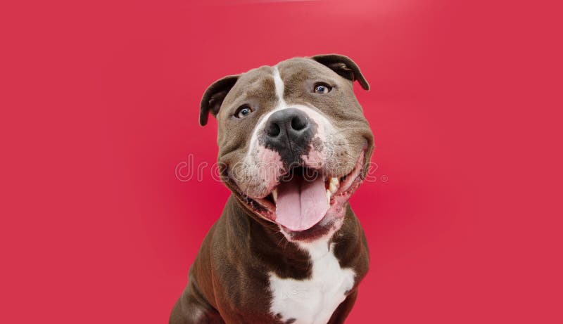 American bully dog hi-res stock photography and images - Alamy