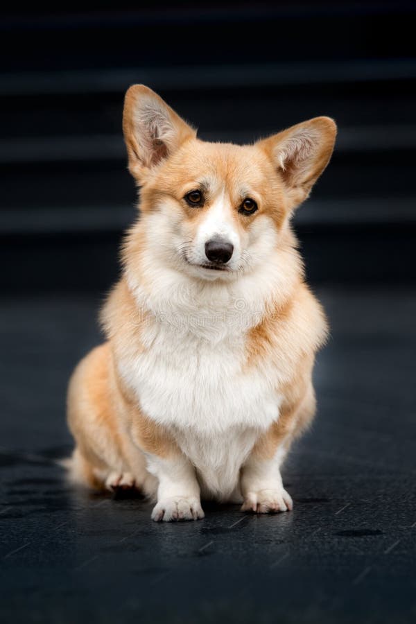 Portrait Happy Welsh Corgi Dog . Black Stairs Background Stock Photo ...