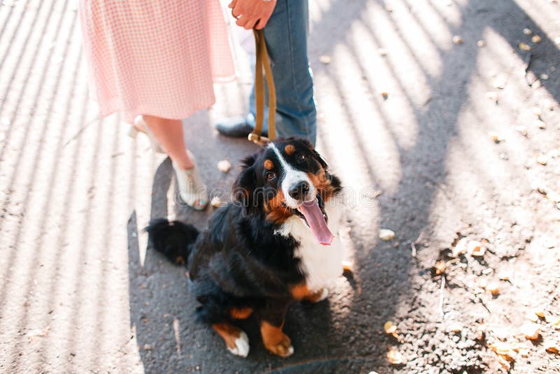 Portrait of happy young couple in stylish clothes feeding dog outside. autumn forest royalty free stock image Portrait of happy young couple in stylish clothes feeding dog outside. autumn forest royalty free stock image
