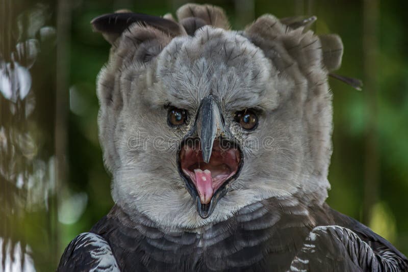 567 Harpy Eagle Stock Photos - Free & Royalty-Free Stock Photos from  Dreamstime