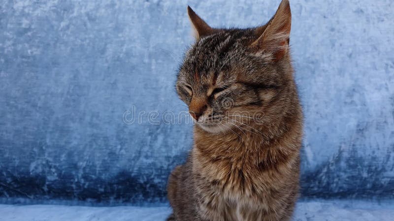 Portrait haut près d'un petit chaton gris rayé adorable avec les taches brunes curieuses apparent de côté sur un fond bleu. banque de vidéos