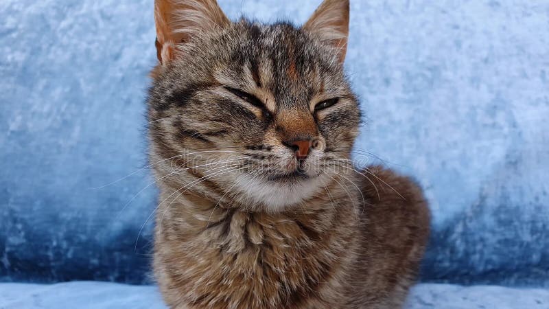 Portrait haut près d'un petit chaton gris rayé adorable avec les taches brunes curieuses apparent de côté sur un fond bleu.. banque de vidéos