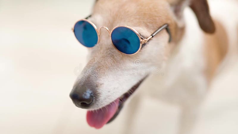 Portrait haut près du petit terrier blanc de Russell de vérin de chien dans des lunettes de soleil bleues. banque de vidéos