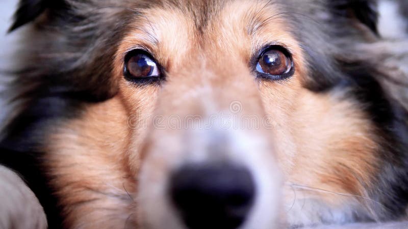 Portrait haut étroit d'un chien de berger de Shetland mignon se trouvant sur la terre et regardant avec les yeux brillants banque de vidéos