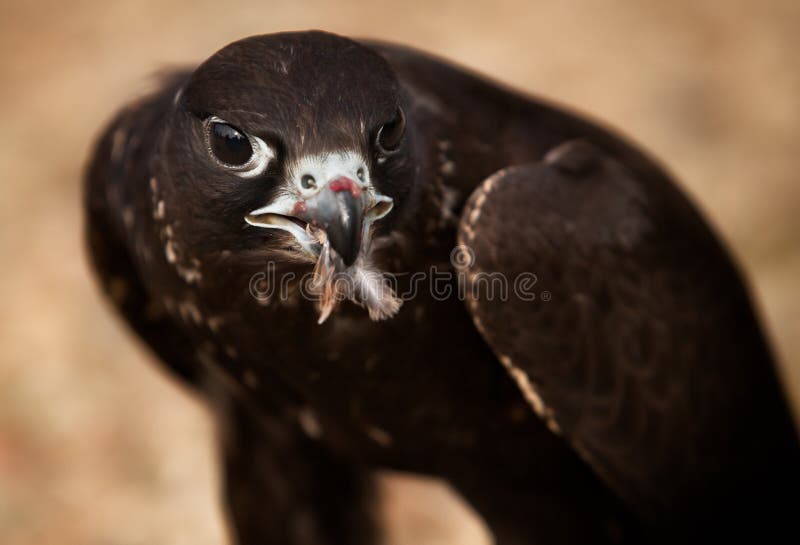 Portrait of hawk bird