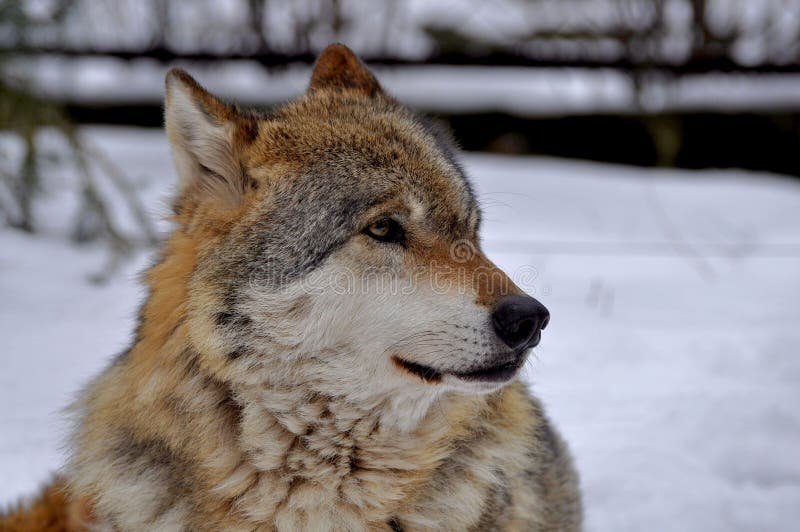 European wolf - Canis lupus lupus