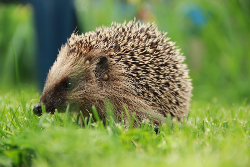 Portrait of Hedgehog in Forest Stock Photo Image of maple, spiny