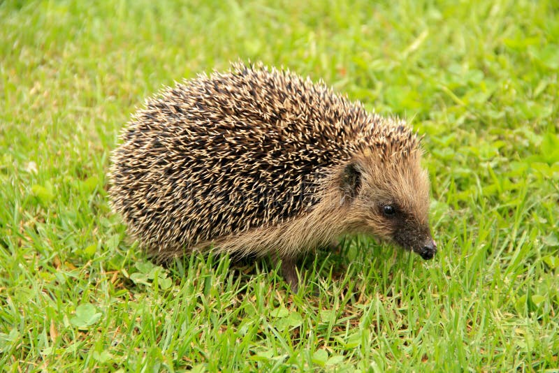Portrait of Hedgehog in forest