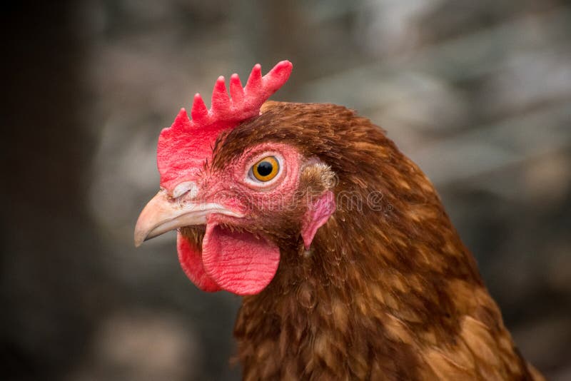 Brown feathers of hen stock photo. Image of bird, brown - 80732344