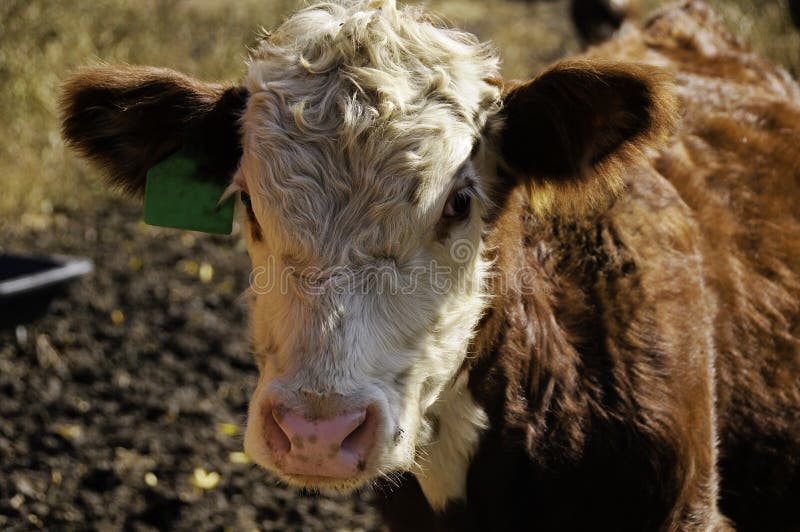 Portrait of a Hereford Calf